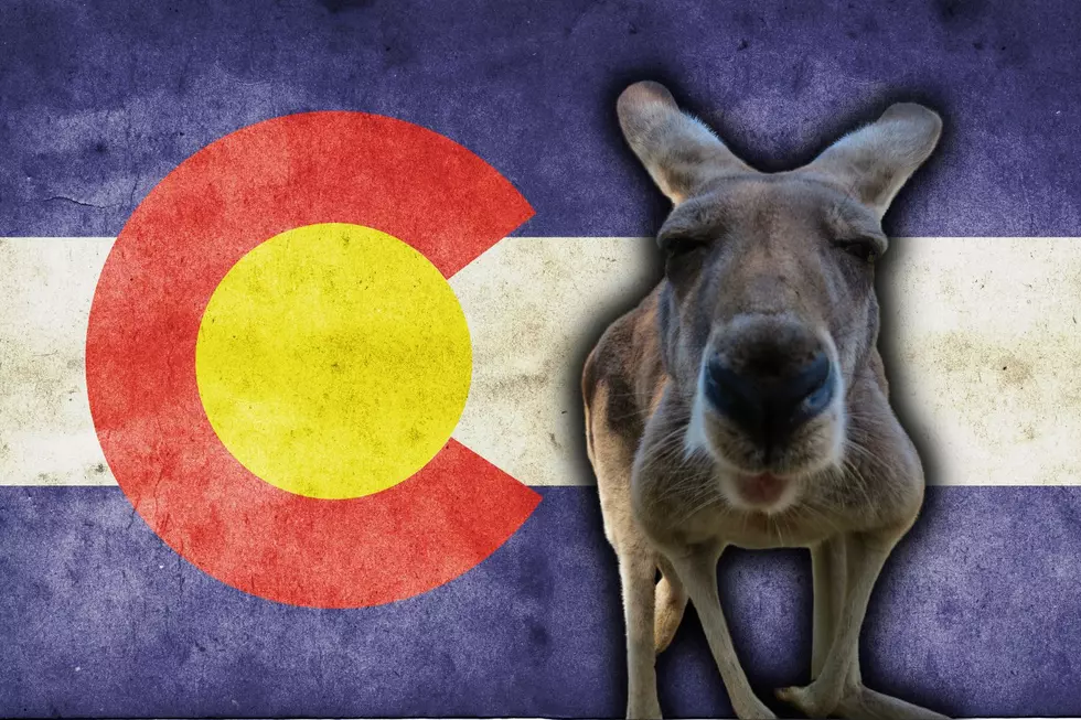 Did You Know That You Can Legally Own a Kangaroo in Colorado?
