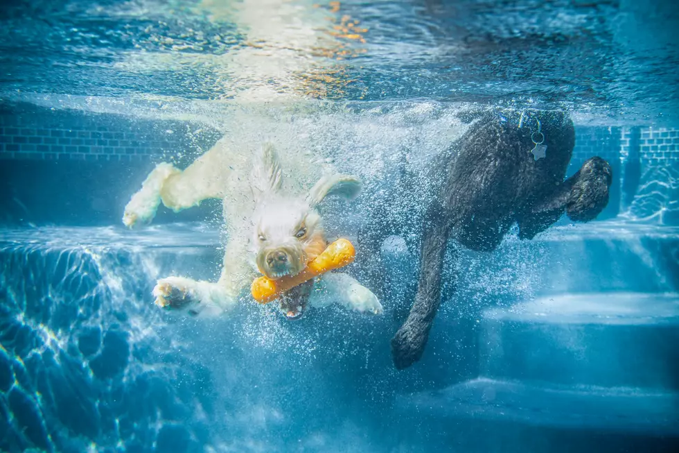 End of Summer Pool Party for Pups is This Saturday in Loveland