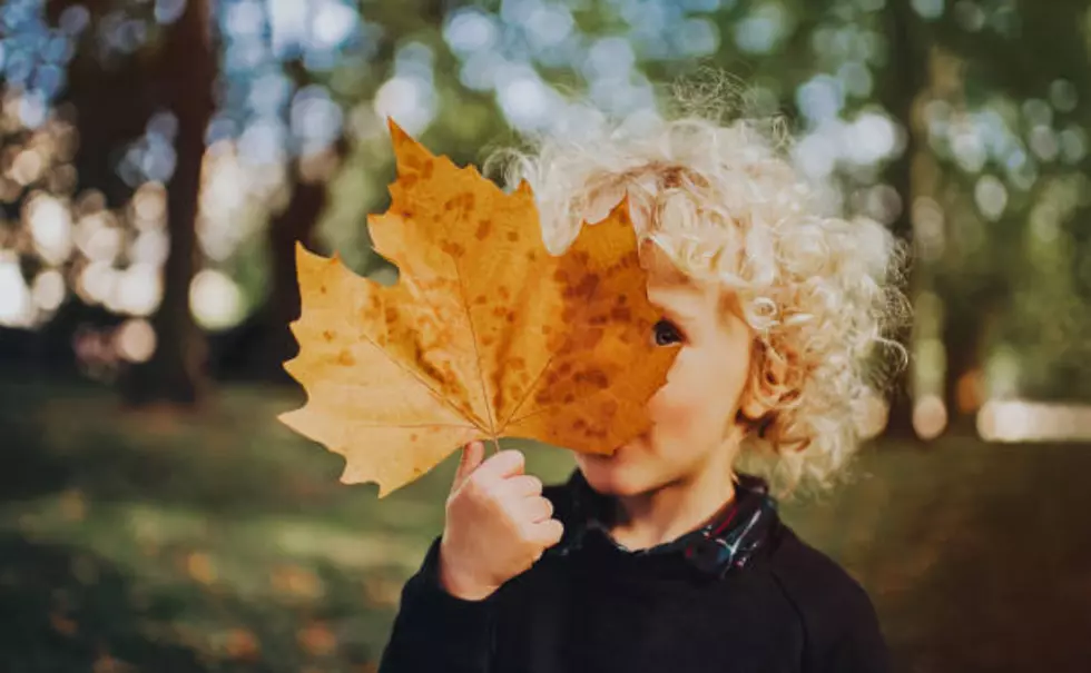 Things To Know About Leaf-Peeping Season In Colorado