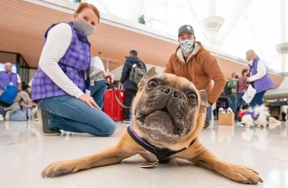 DIA&#8217;s Canine Airport Therapy Squad Breaks Guinness World Record