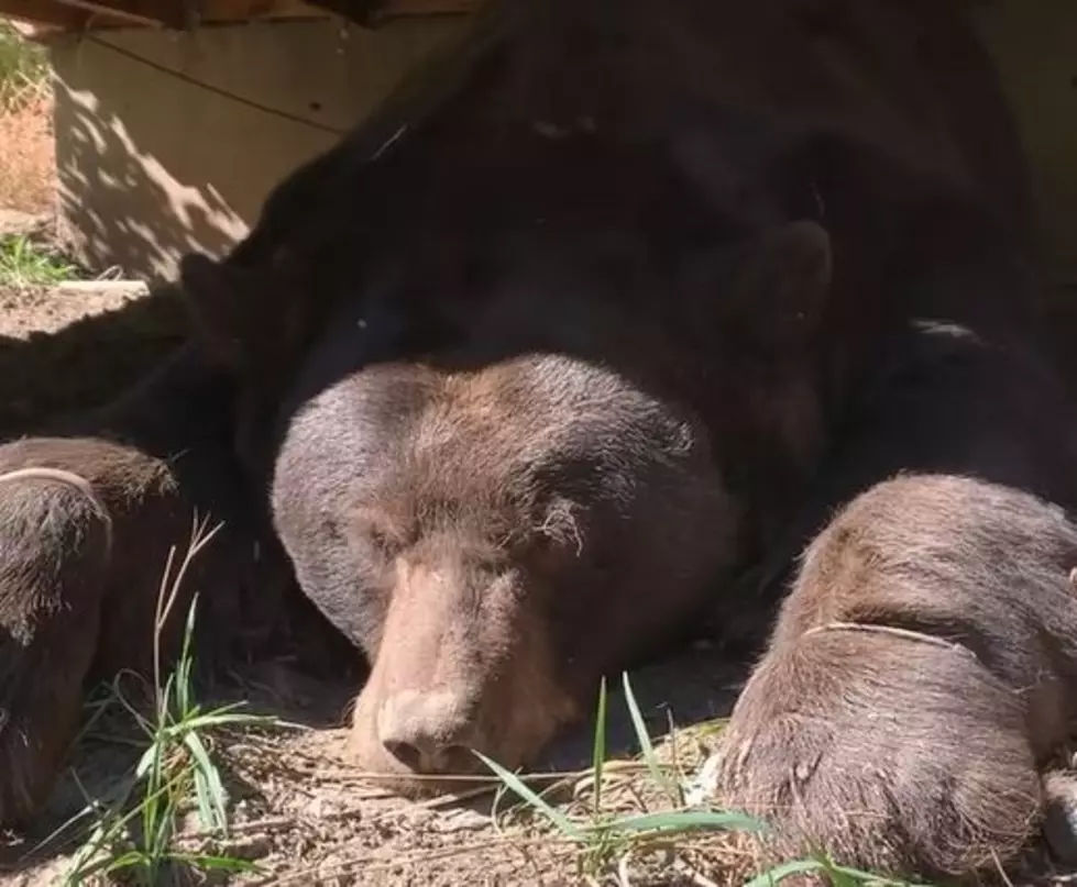400 Pound Bear Found Lounging Under Colorado Porch