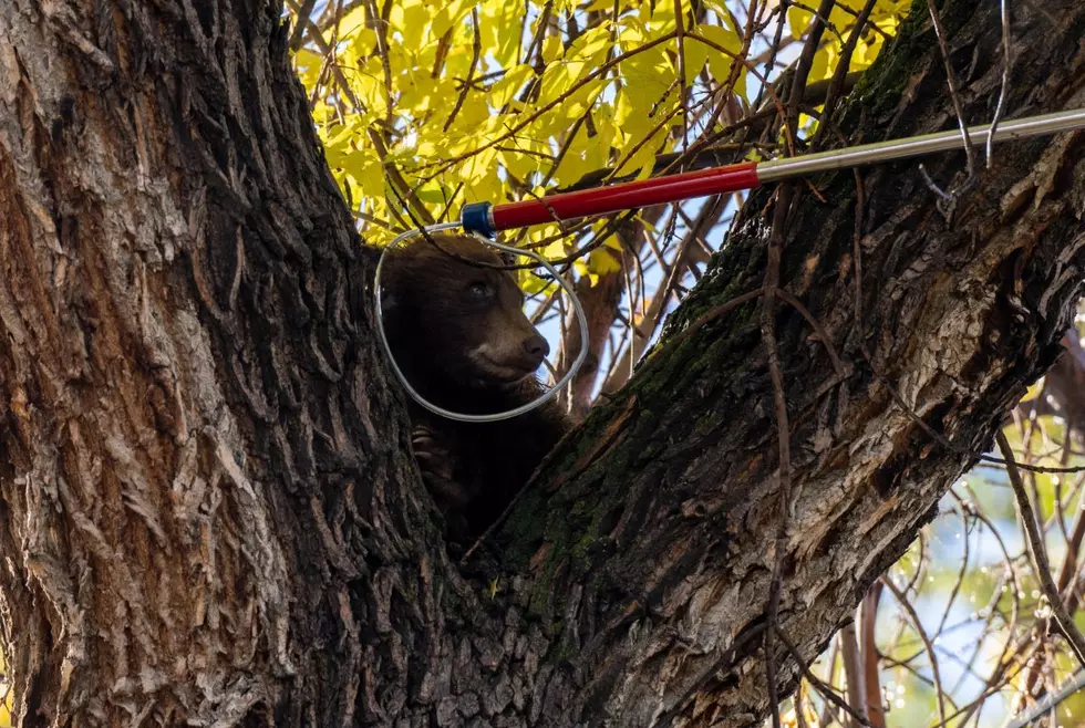 Colorado Bear Camps Out In Tree For A Week To Avoid Being Caught