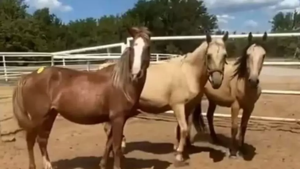 Pregnant Horses Saved From Kill Pen Now In Colorado