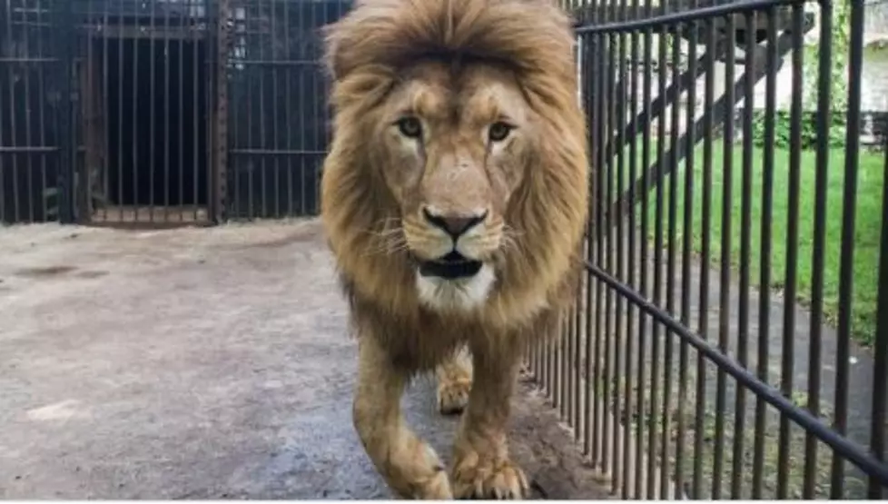 Lions Rescued And Airlifted From Ukraine To Colorado