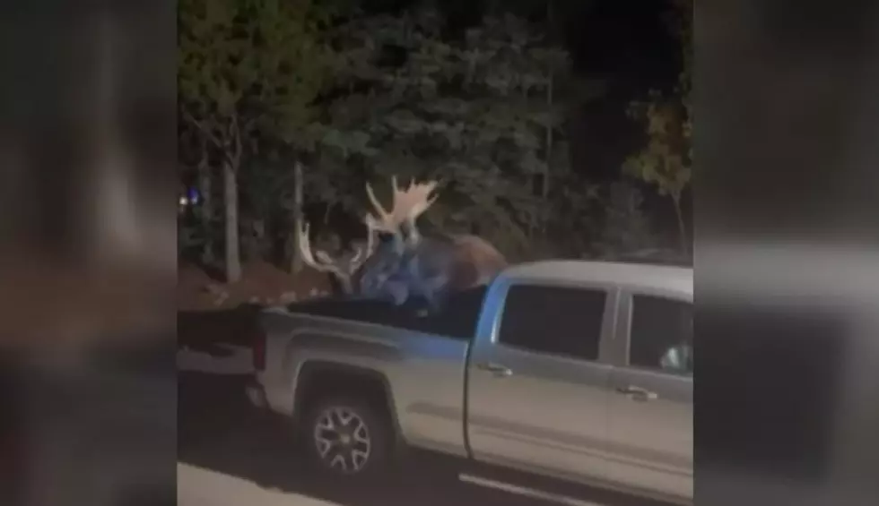 2 Cranky Bull Moose Battle It Out In A Colorado Yard
