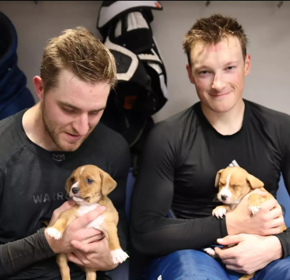 WARNING Puppy Day With The Colorado Avalanche Is Extra Adorable