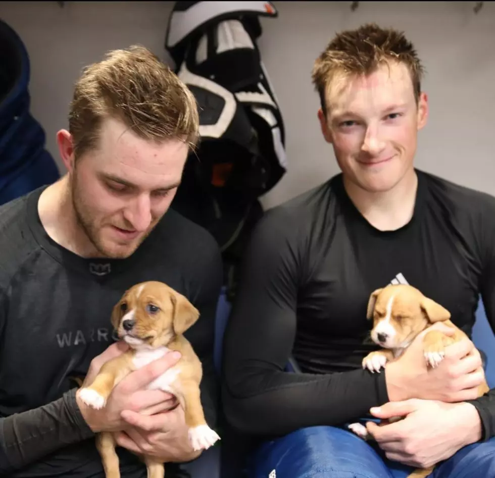 WARNING: Puppy Day With The Colorado Avalanche Is Extra Adorable