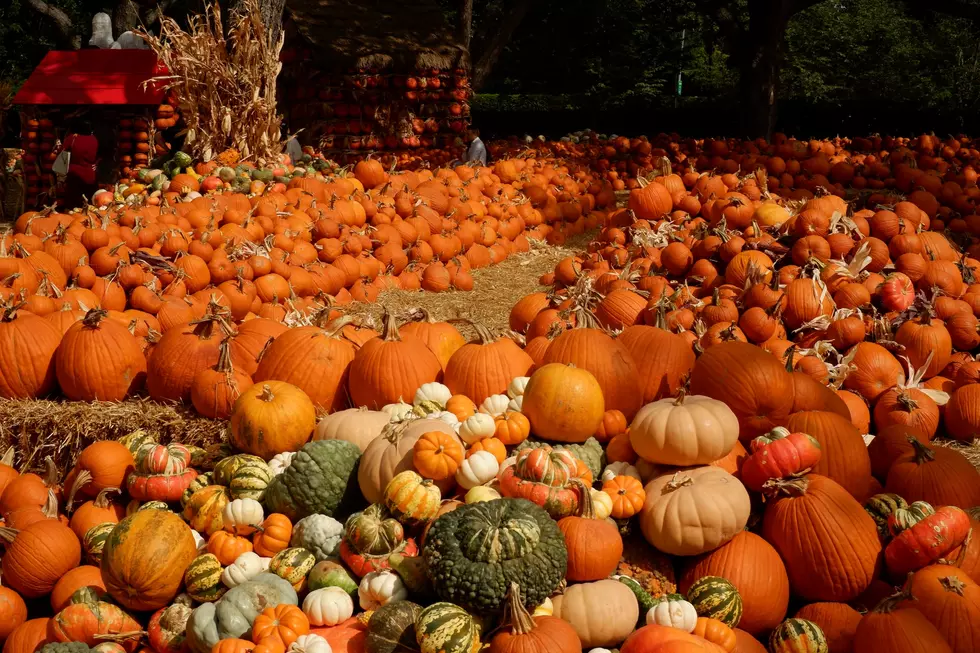 Good Gourd: The Very Best Pumpkin Patches in Northern Colorado