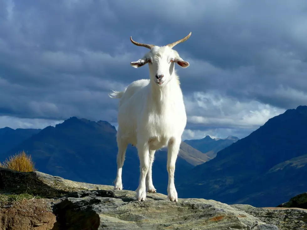 Wait, Mountain Goats And Bighorn Sheep Aren&#8217;t The Same Thing?