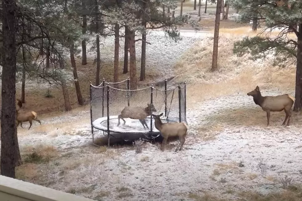 Colorado Elk Stuck In A Trampoline Works On Its Routine