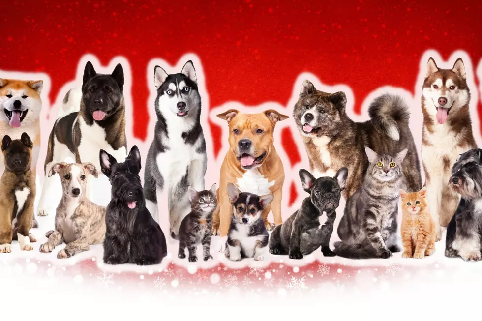 Weld Humane Society Hosting Home For the Holidays Adoption Event