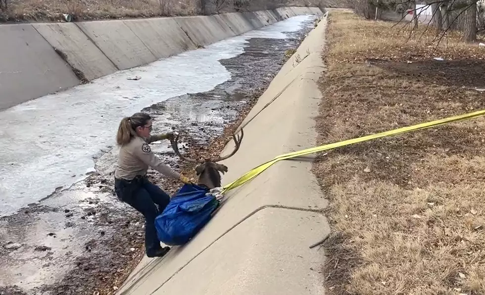 Colorado Parks and Wildlife Rescue a Deer Out of a Drainage Ditch