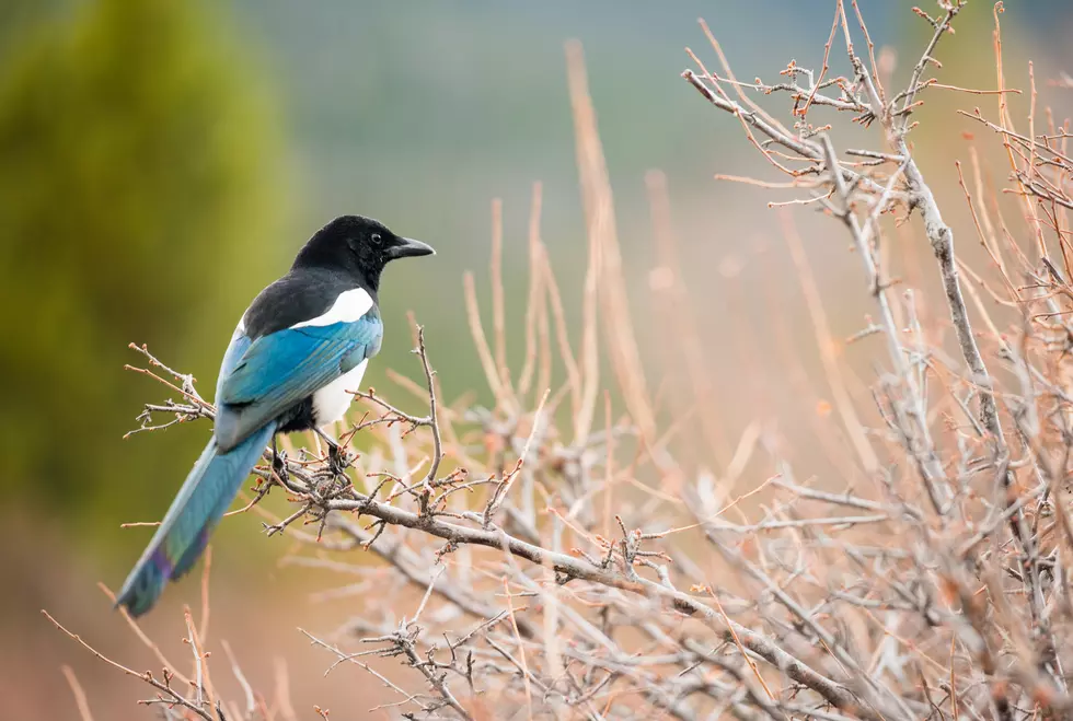 Officials Issue a Warning to Not Touch Dead Birds in Colorado