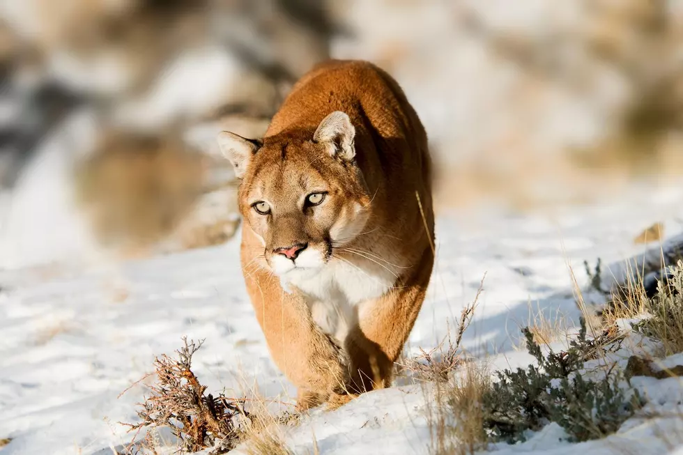No More Dogs Attacked Since Boulder County Mountain Lion Killed