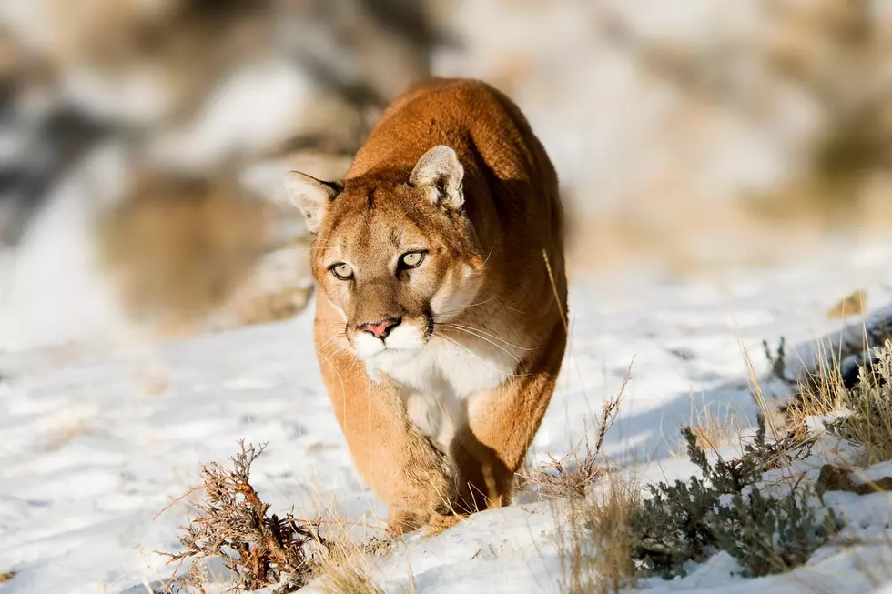 No More Dogs Attacked Since Boulder Colorado Mountain Lion Killed