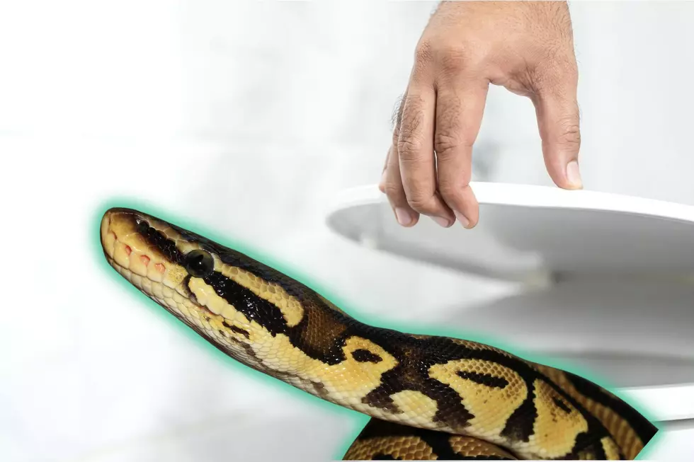 Man Finds Snake Coming Out of His Toilet in a Colorado Hotel