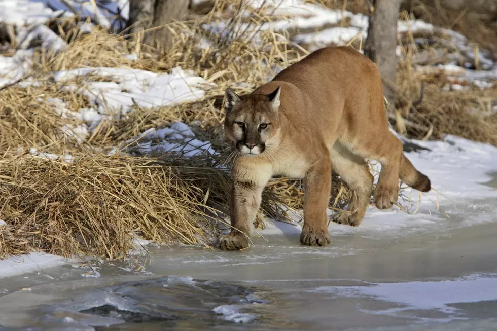 3 Dog Attacks in Colorado Result in Mountain Lions Being Killed