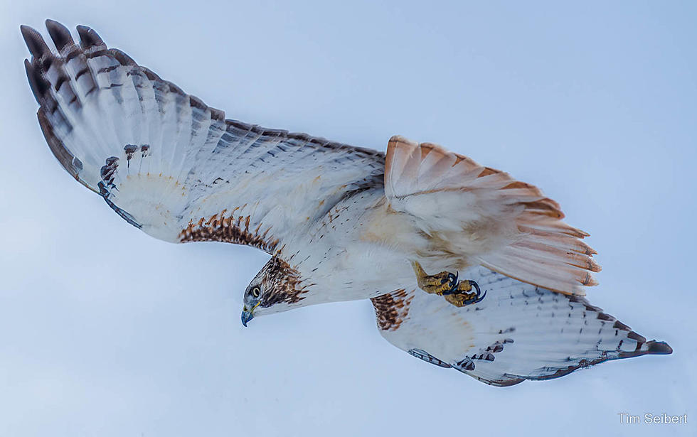 Rare and Beautiful Bird Spotted in Broomfield, Colorado