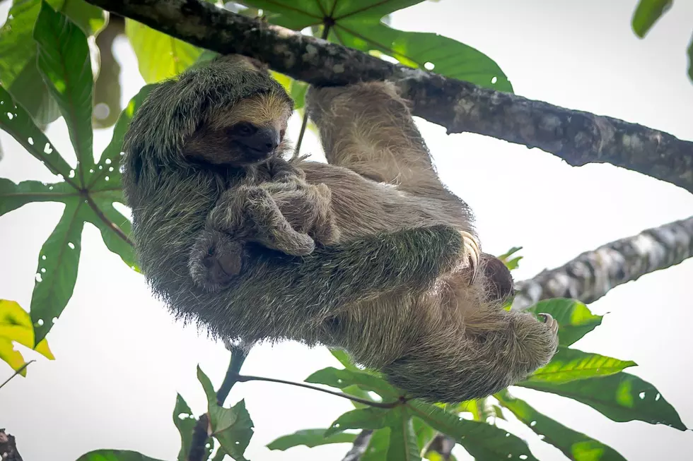 The Denver Zoo Has Welcomed a Newborn Sloth Into the World