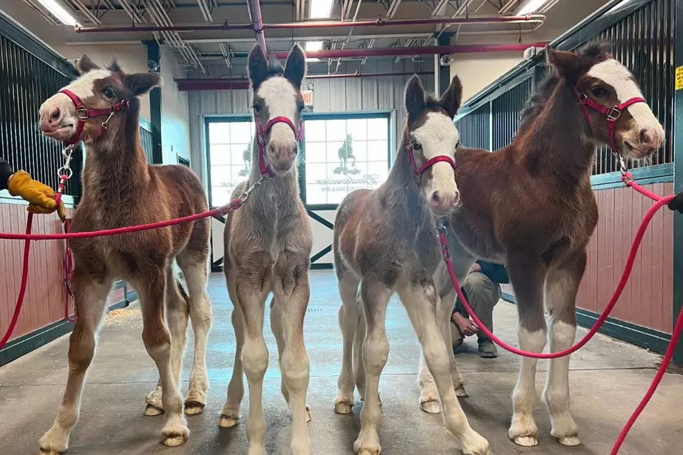 Meet the Four New Adorable Budweiser Clydesdale Foals in Colorado