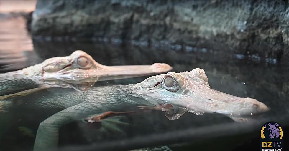 The Denver Zoo Has Two New Alligators and They're Albino