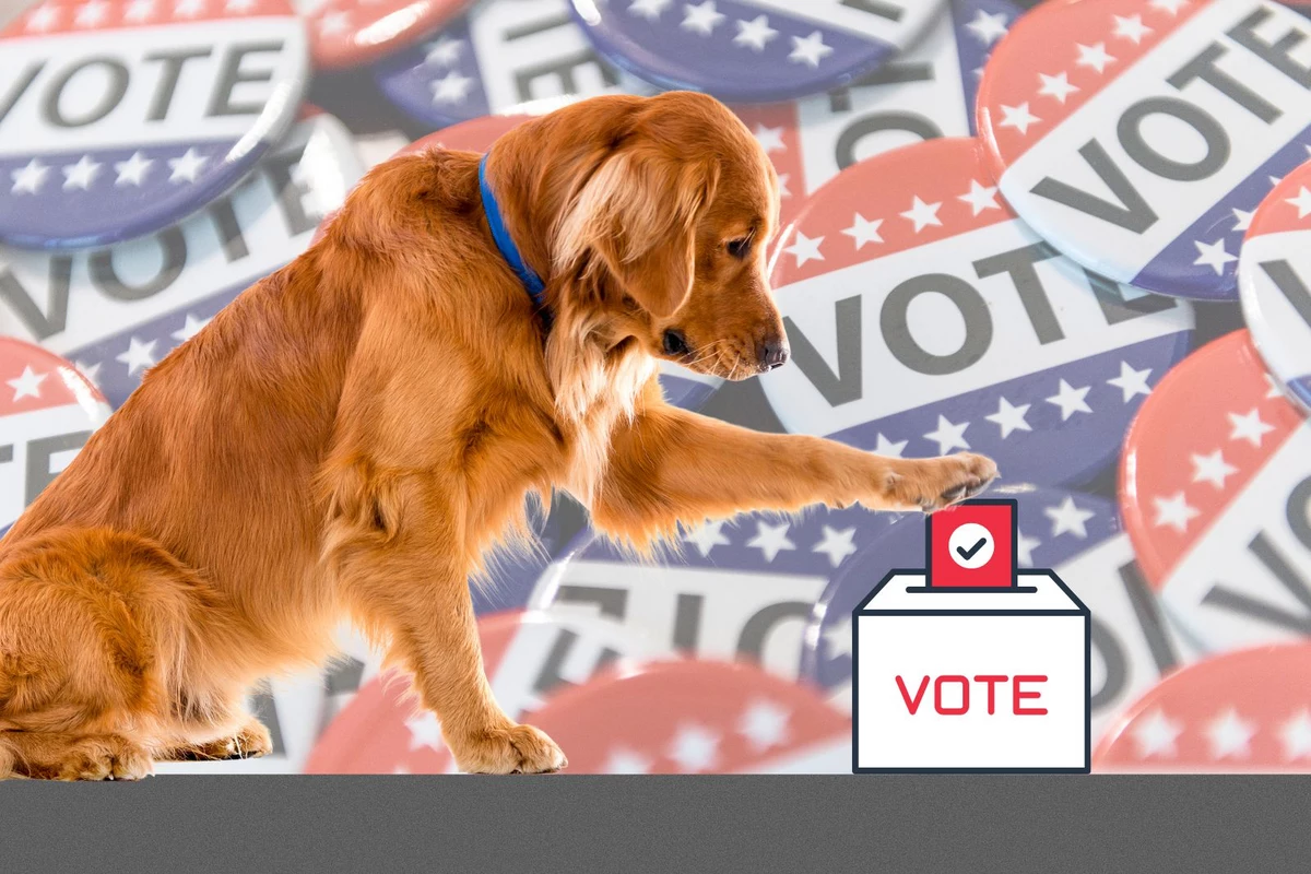 Louisville, Colorado voters elect dogs for new pet mayor position