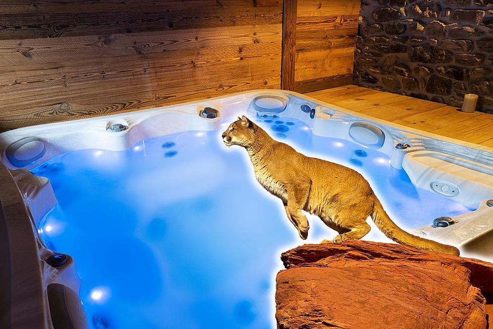 Mountain Lion Claws the Head of a Man in a Hot Tub in Colorado