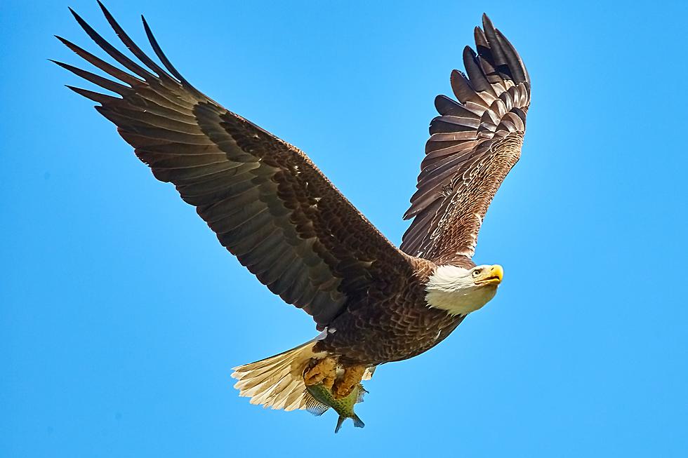 Why Some of Colorado’s Bald Eagles Migrate and Others Don’t