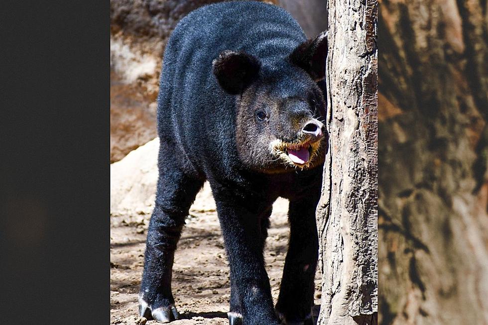 Critically Endangered Tapir Returns to Cheyenne Mountain Zoo