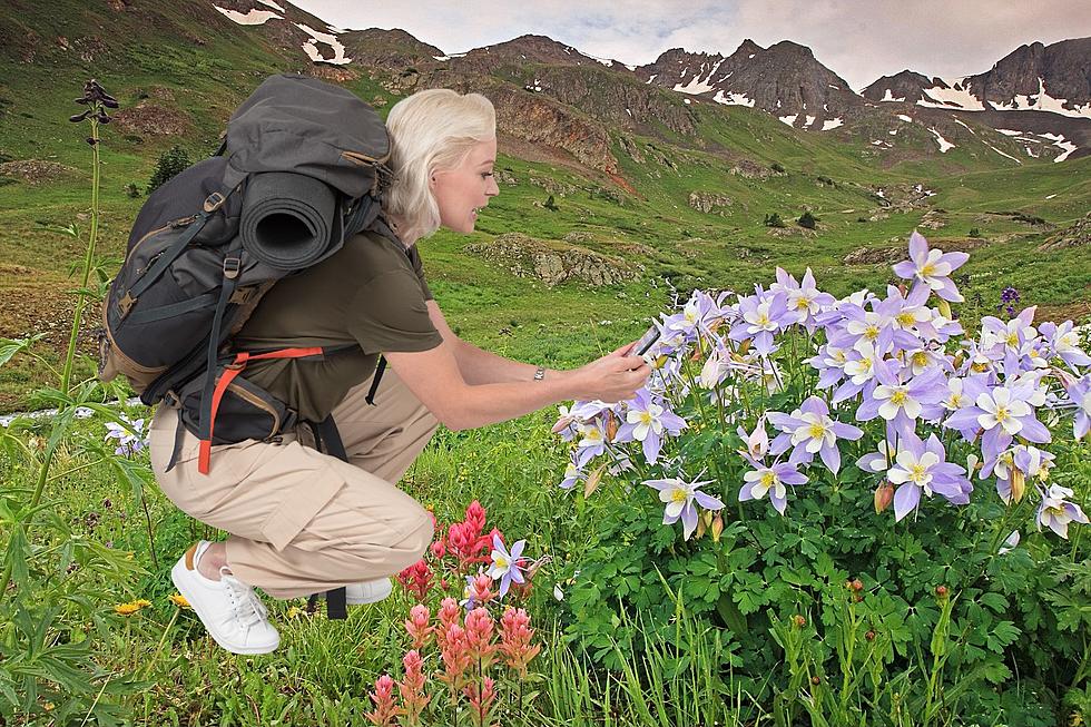 Is it Legal to Pick Columbines in Colorado?