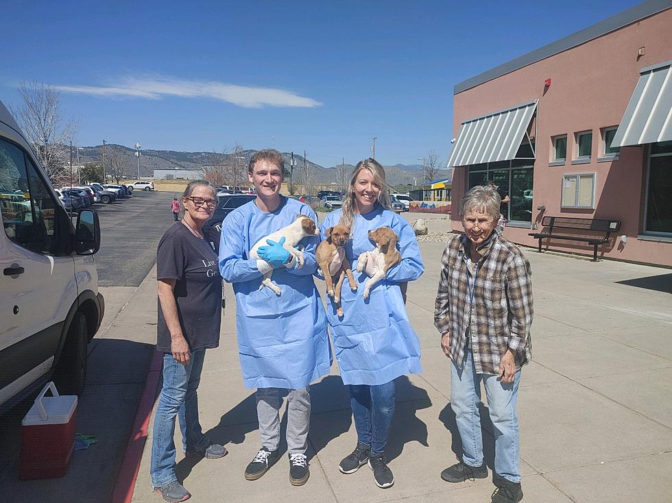 12 Puppies Displaced By Oklahoma Tornado Arrive in Colorado