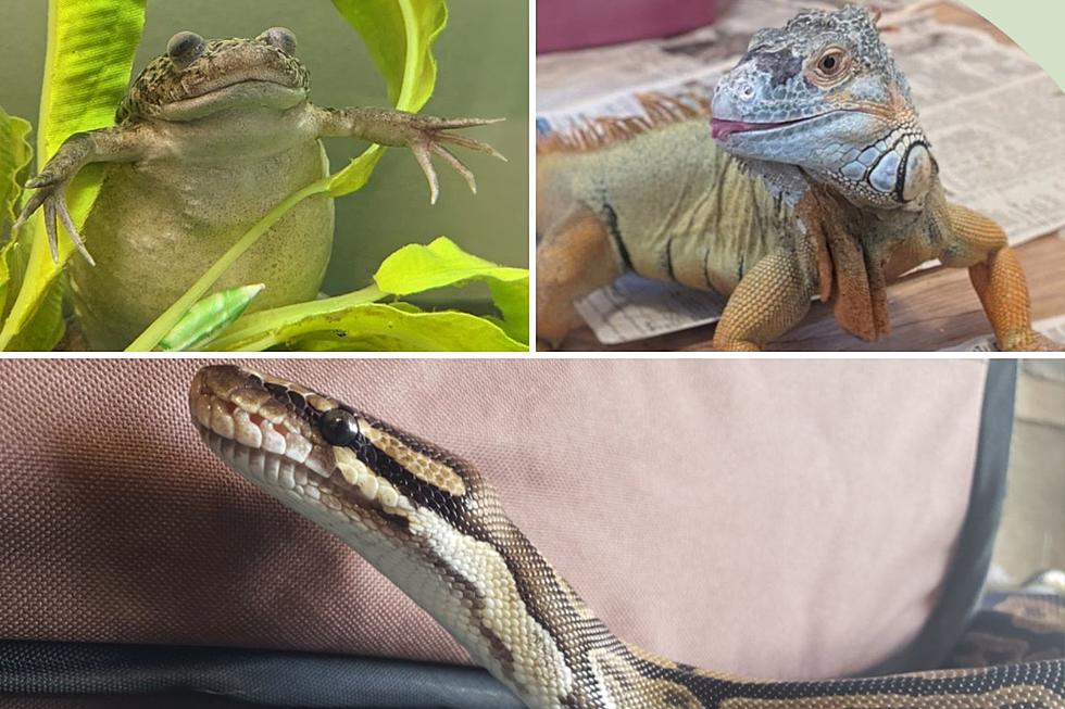 Replying to @Shell 🐚 #reptile #reptiles #reptilesoftiktok