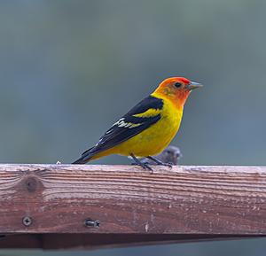 It’s Time – Western Tanagers Are Migrating Through Colorado