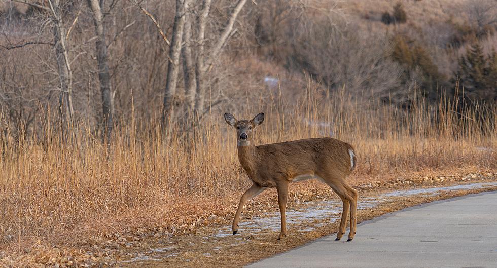 Is It Legal in Colorado to Take a Deer Home You Hit With Your Car?