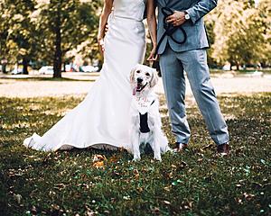What the Woof? Your Dog Can Be a Marriage Witness in Colorado