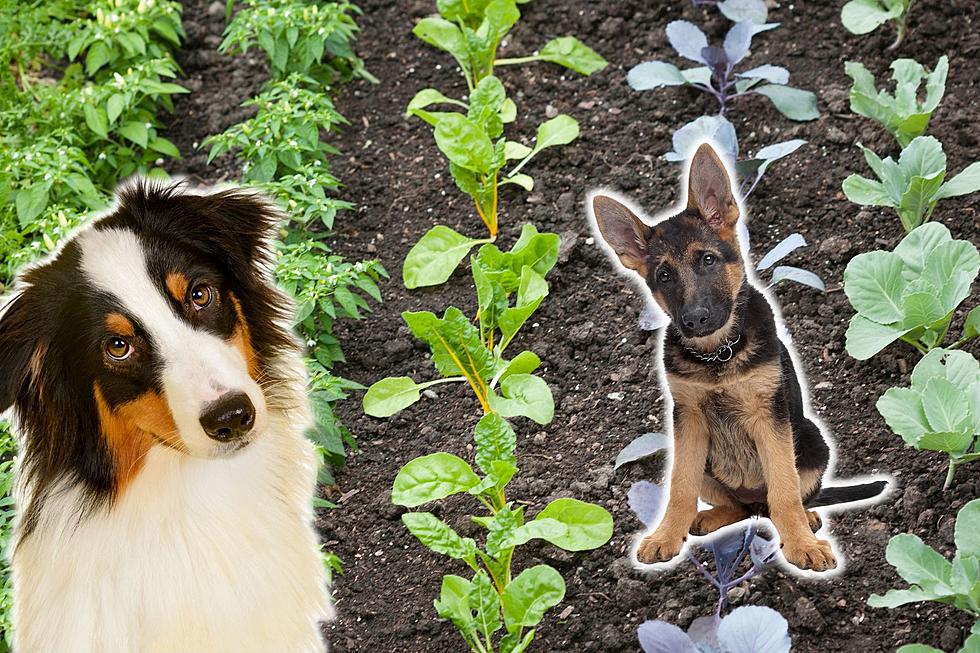 These Items Planted in Your Garden Could Poison Your Dog