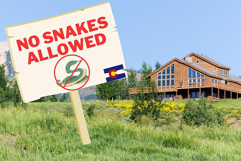 It’s Snake Season: How To Keep Your Colorado Home Safe