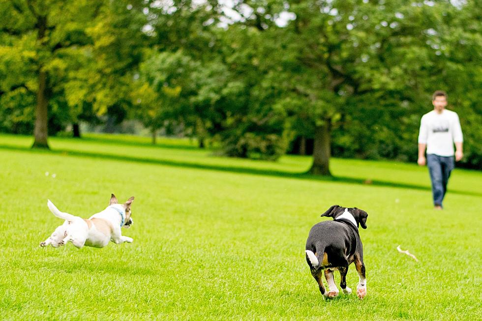 Four Dogs Mysteriously Die After Visiting a Colorado Park