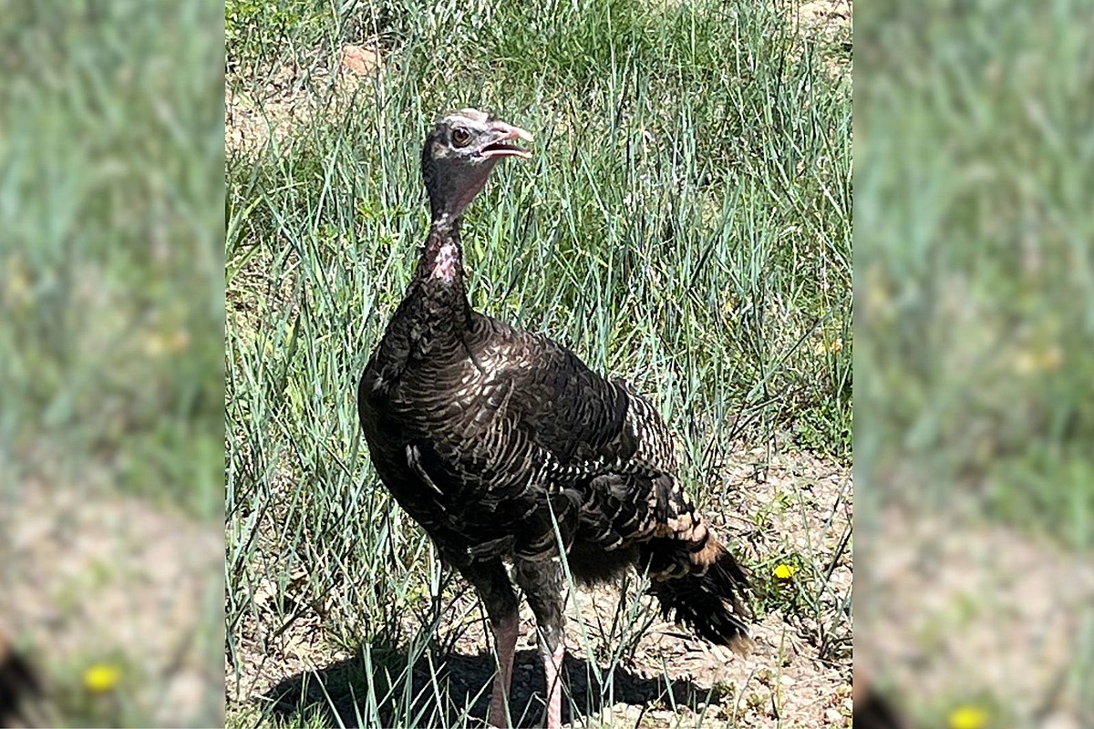 Başarılı Colorado Wild Turkey sürümü