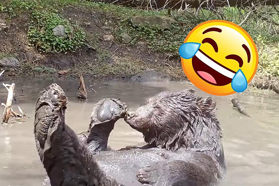 Have You Ever Seen a Bear Take a Mud Bath in Colorado?