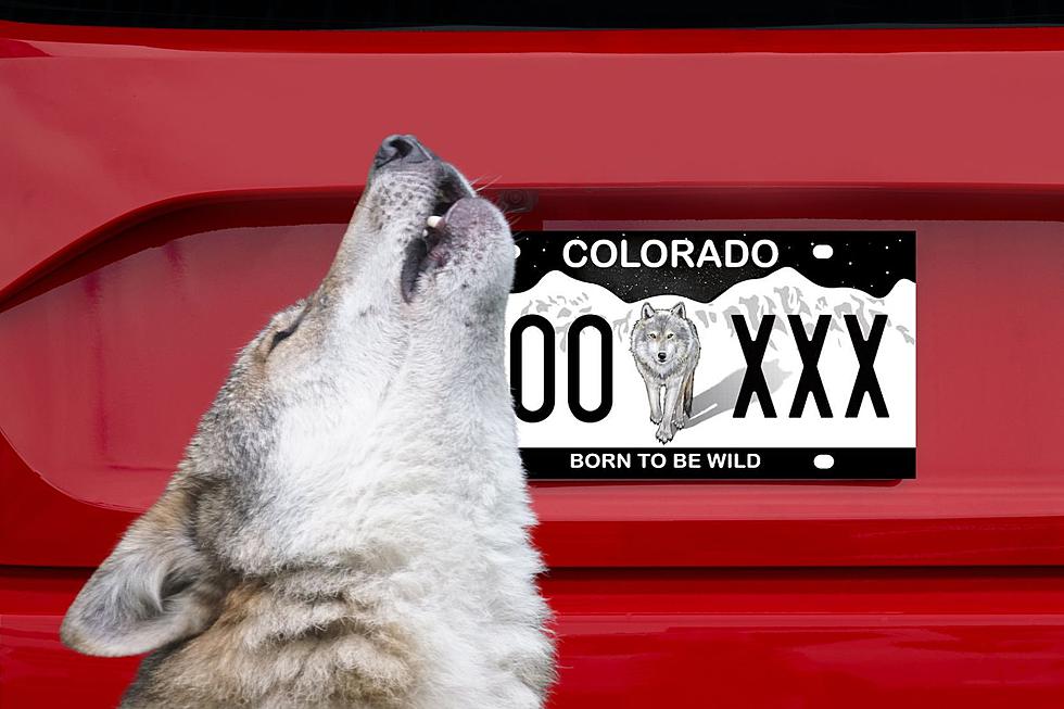 Wolf License Plates Available for Colorado Vehicles in 2024