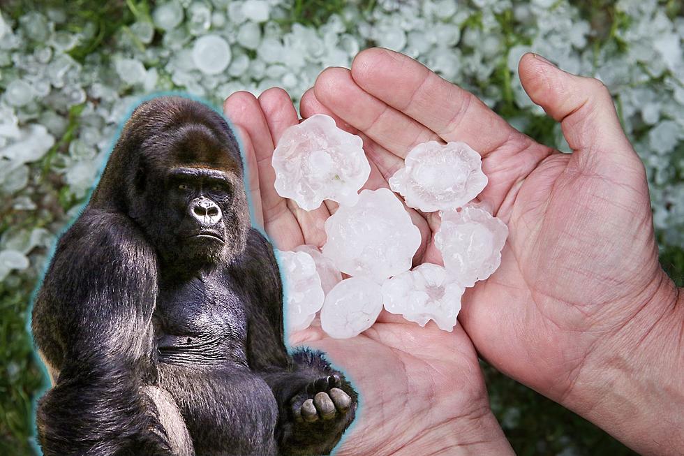 Gorilla Hail Could Be Possible in Parts of Northern Colorado