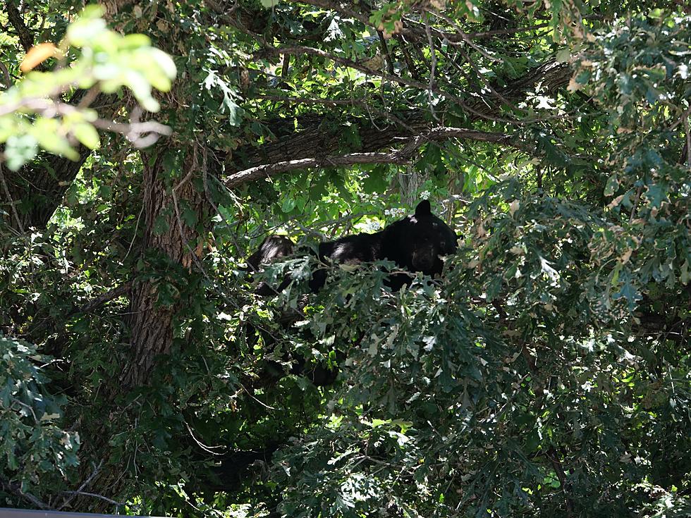 A Black Bear in a Tree Shuts Down Part of CU Boulder Campus
