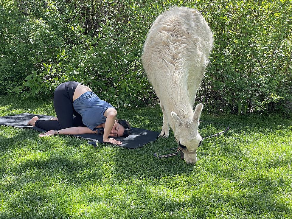 Llamaste: Practice Yoga Alongside Llamas in Colorado This Summer