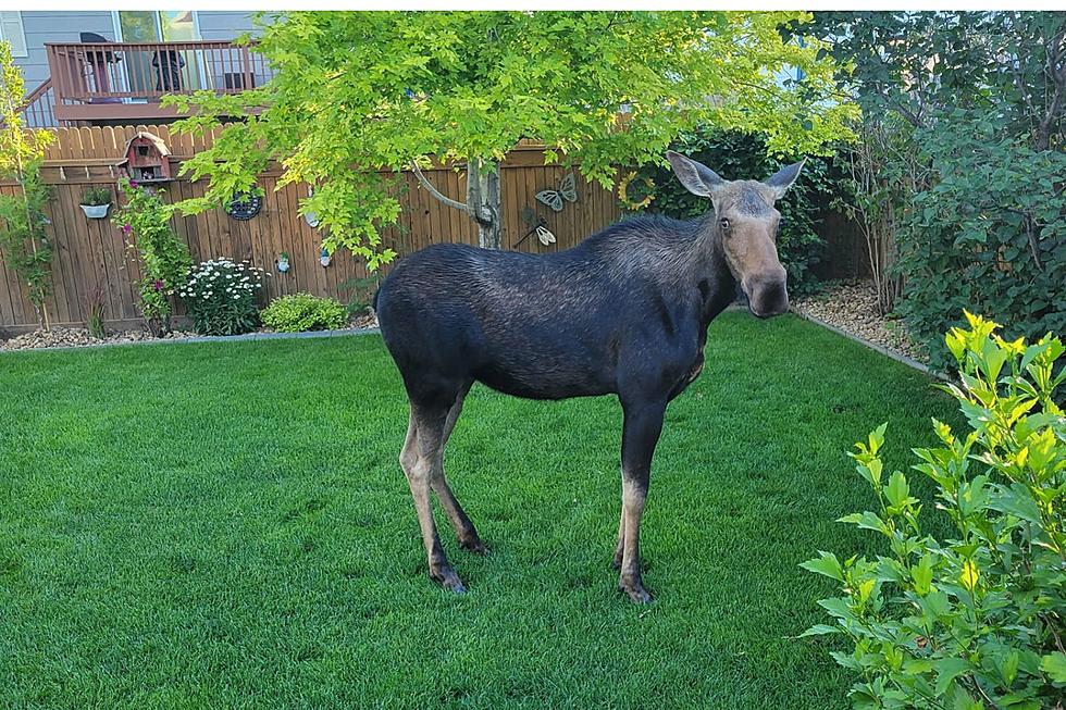 Johnstown Colorado Warns of Moose on the Loose