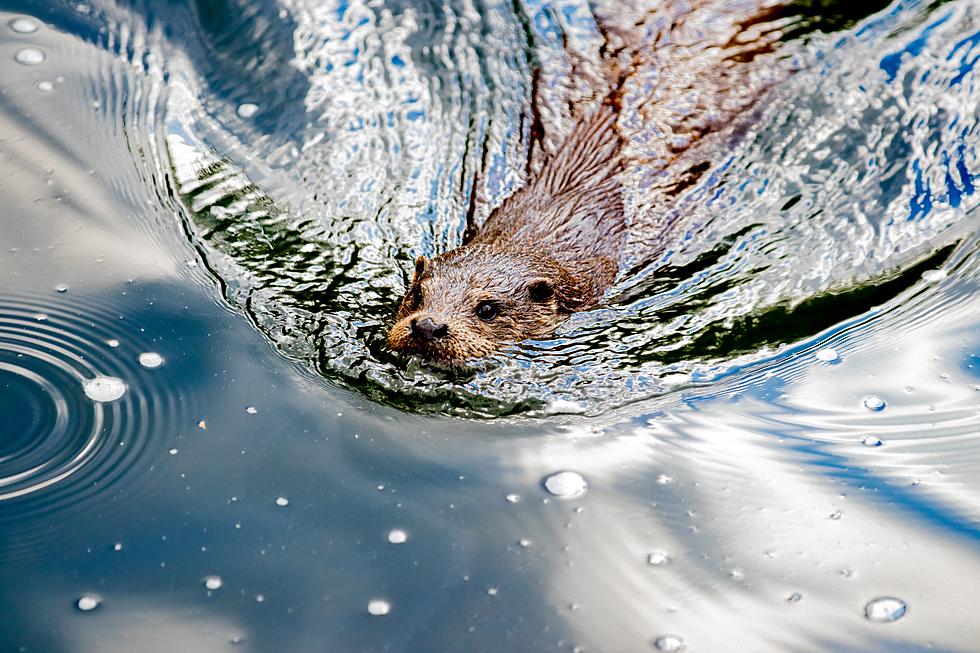 Cute Colorado River Otters Caught Swimming in Glenwood Canyon