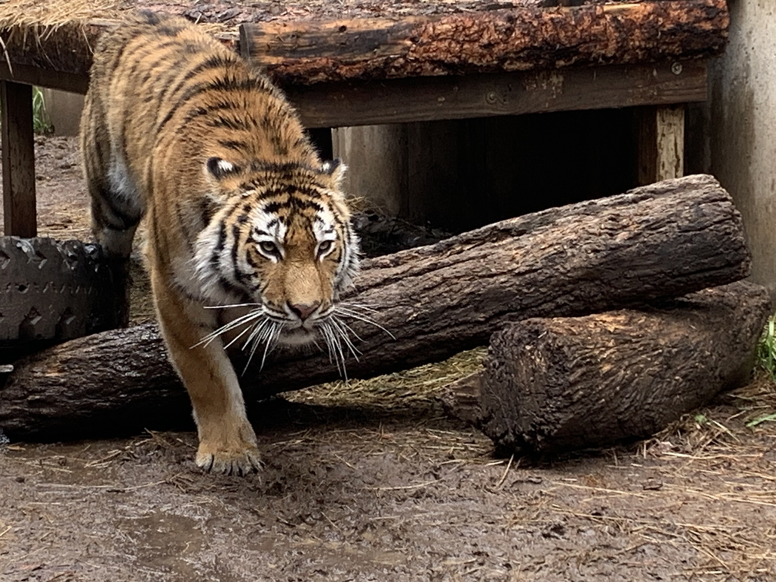 Bengal Tiger Fur by Siede Preis