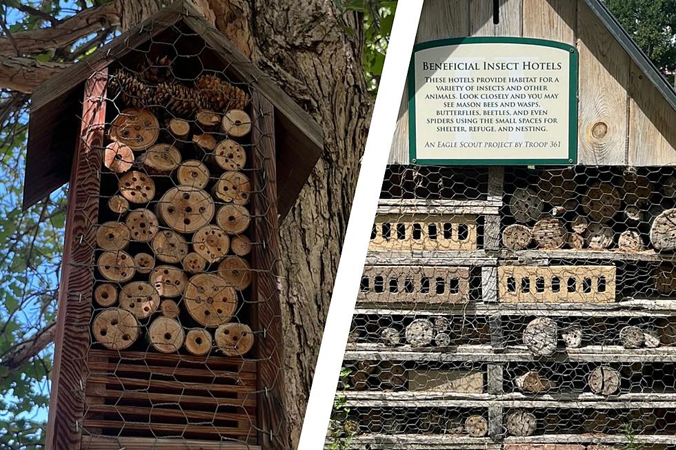 Insect Hotels Are Taking Off in Colorado