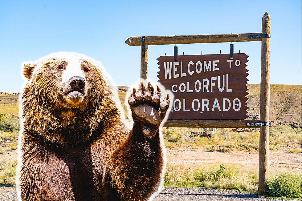 An Infamous Bear Named Hank the Tank is Being Moved to Colorado