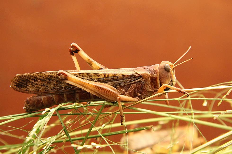 Why Are There So Many Grasshoppers in Colorado This Summer?